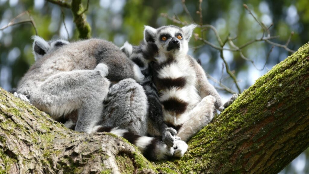 groupe de makis catta sur une branche, l’un des animaux de Madagascar les plus connus