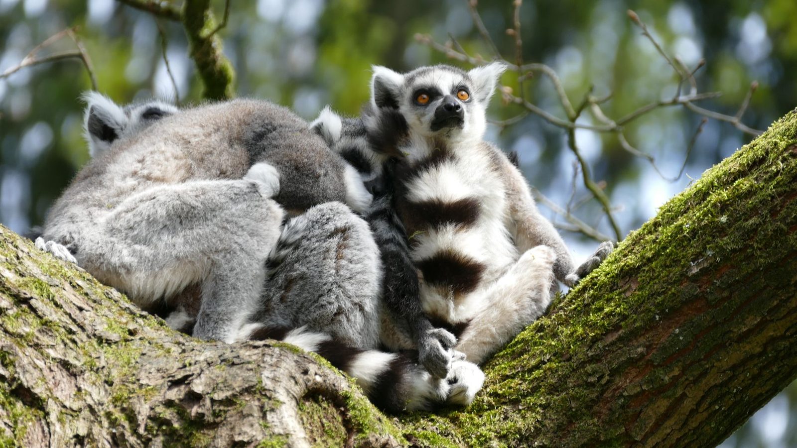 groupe de makis catta sur une branche, l’un des animaux de Madagascar les plus connus