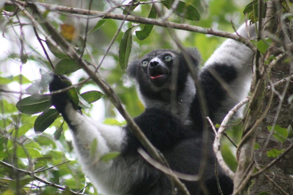 indri dans la forêt d’Andasibe, le plus grand des lémuriens de Madagascar