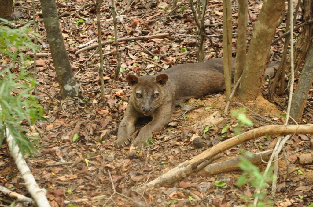 fossa dans une forêt sèche de Madagascar, le plus gros carnivore de l’île