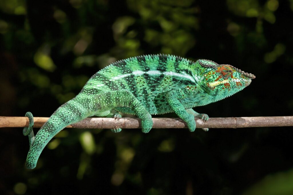 caméléon panthère mâle à Lokobe, sur l’île de Nosy Be
