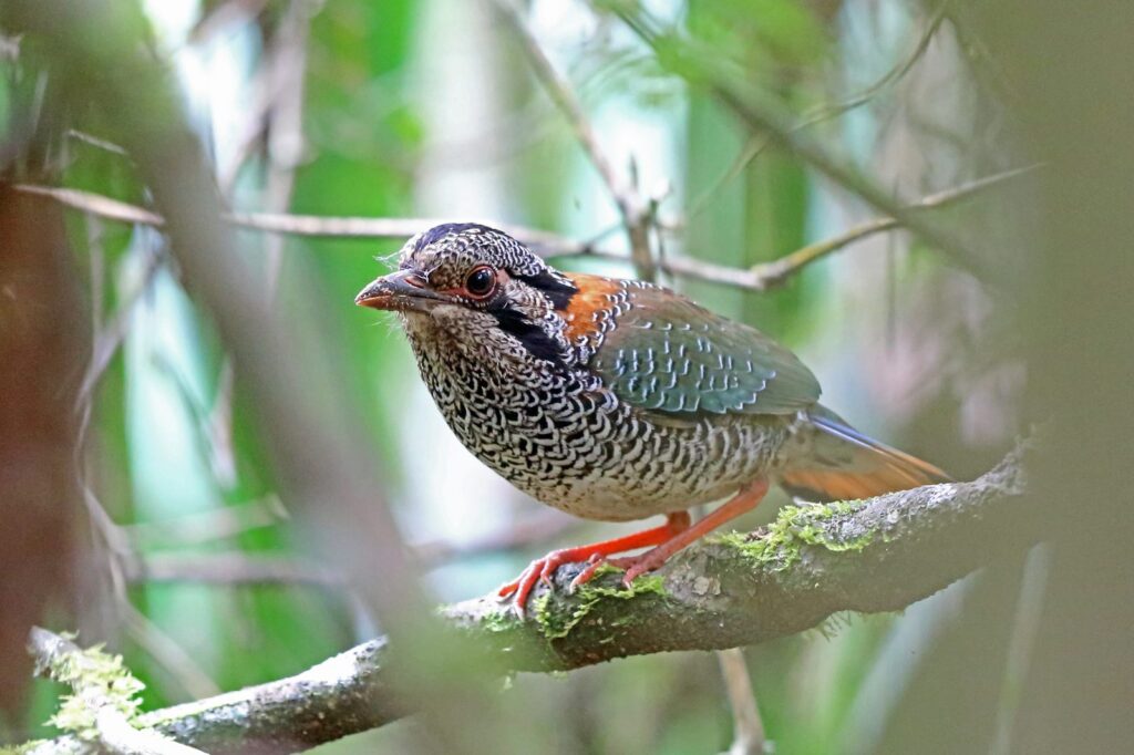 rollier terrestre écailleux, oiseau endémique de Madagascar