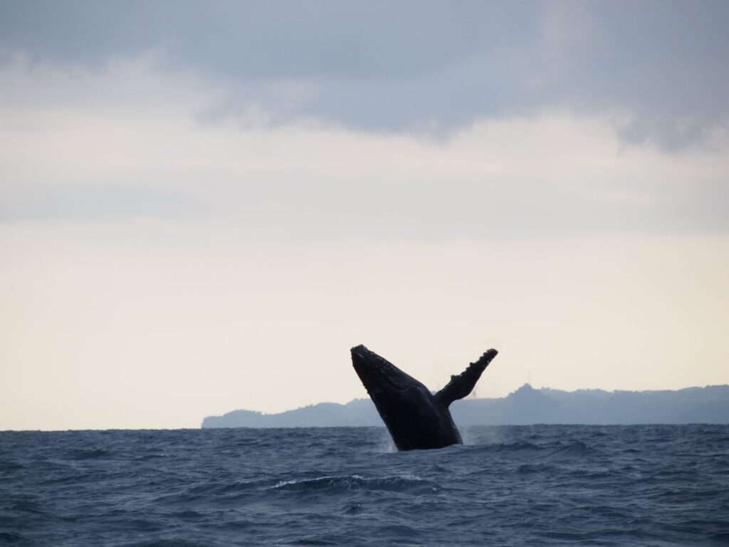 saut d’une baleine à bosse au large de l’île Sainte-Marie, en juillet