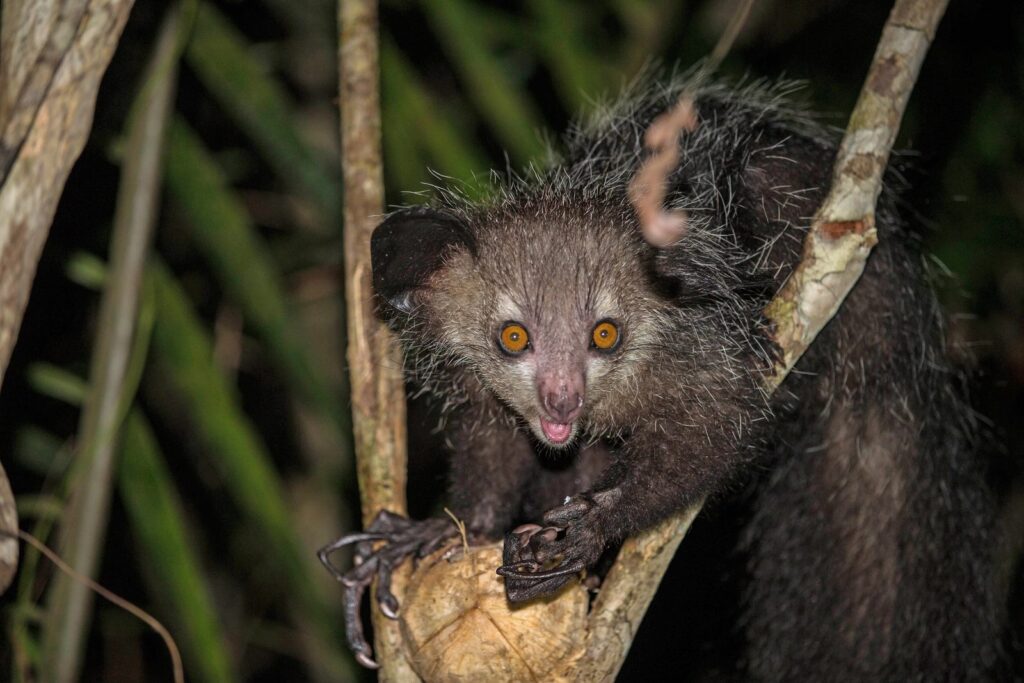 aye-aye sauvage sur une branche, lémurien nocturne de Madagascar