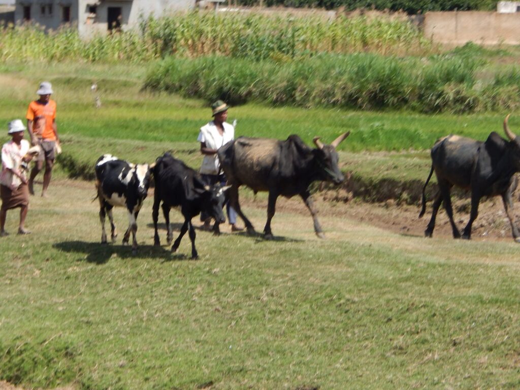 zébus près d’Antsirabe, animal central des traditions et rites de Madagascar
