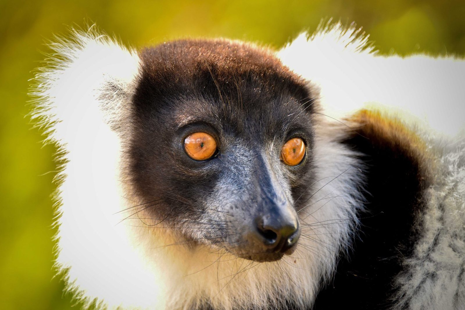 vari noir et blanc, l’un des lémuriens à observer lors d’un voyage à Madagascar en famille