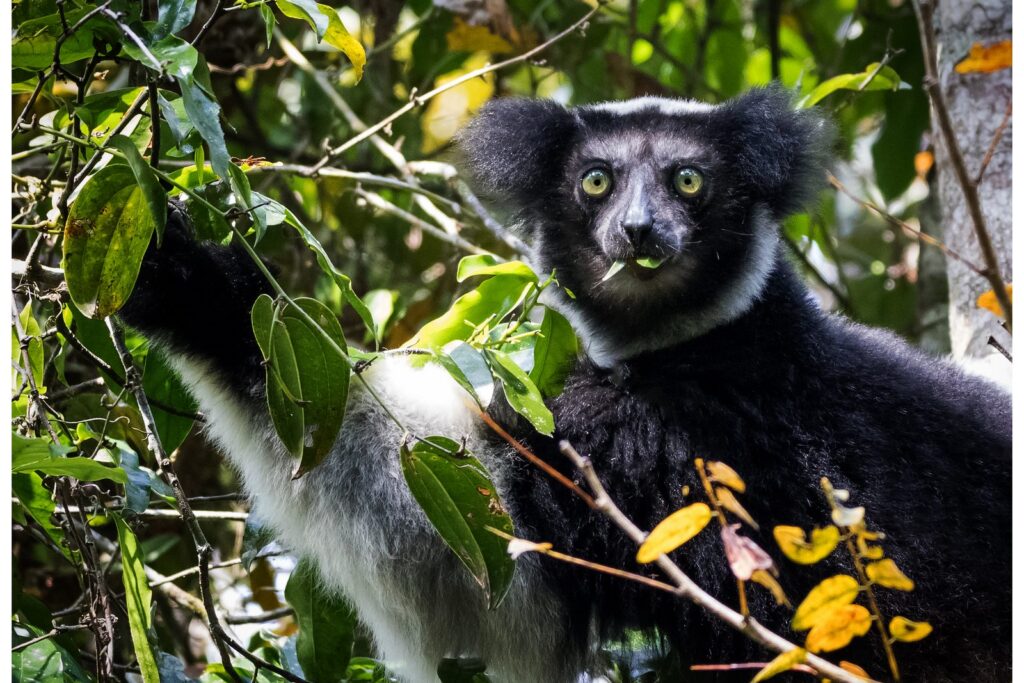 indri dans la forêt d’Andasibe, où voir des lémuriens à Madagascar