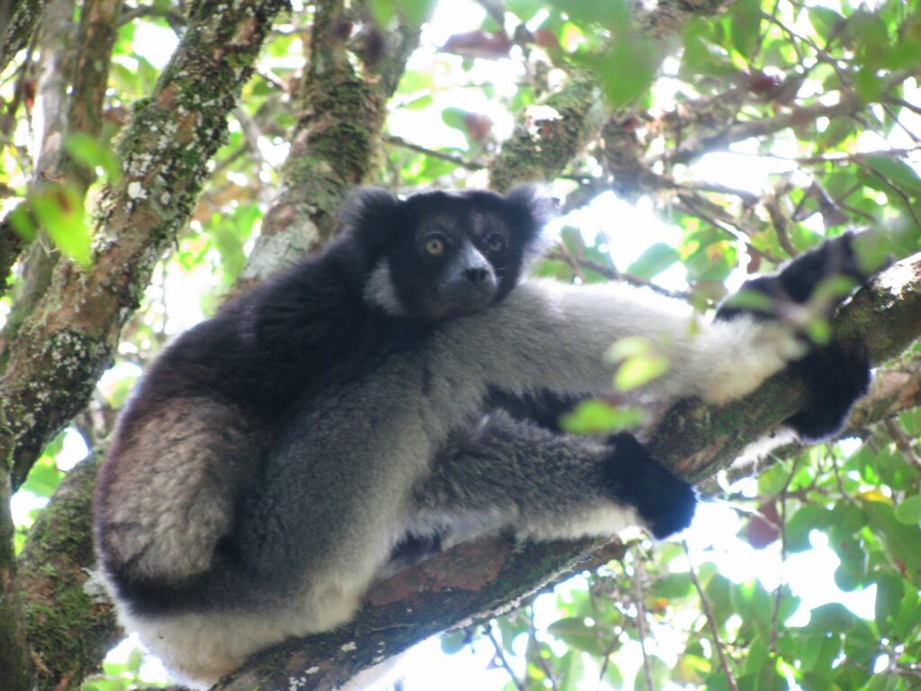 indri au repos sur une branche, dans le parc d’Andasibe-Mantadia