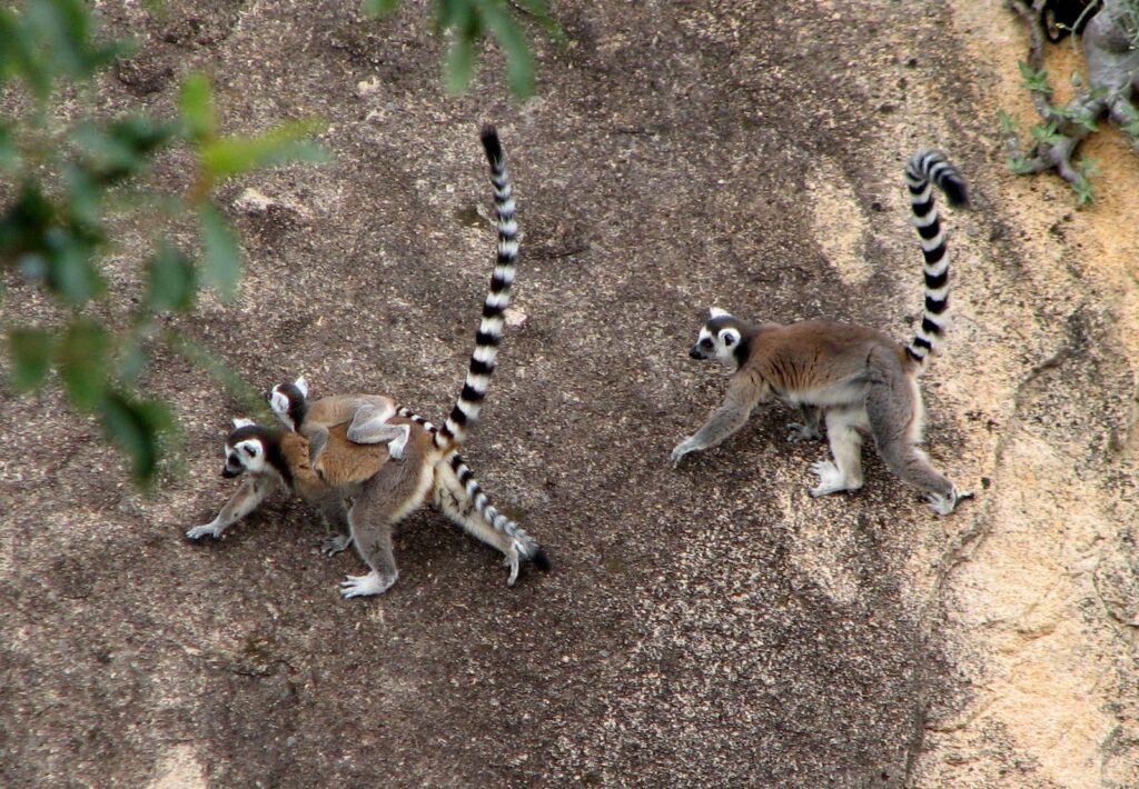 makis catta sur les rochers de la réserve d’Anja, près d’Ambalavao sur la RN7