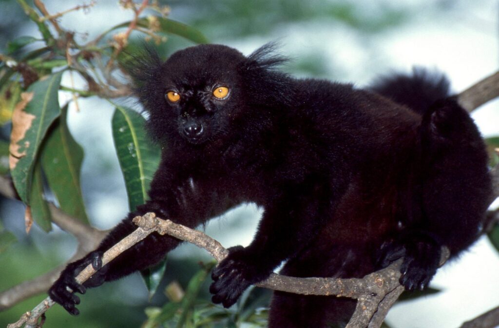 lémur macaco mâle au pelage noir, sur l’île de Nosy Komba près de Nosy Be