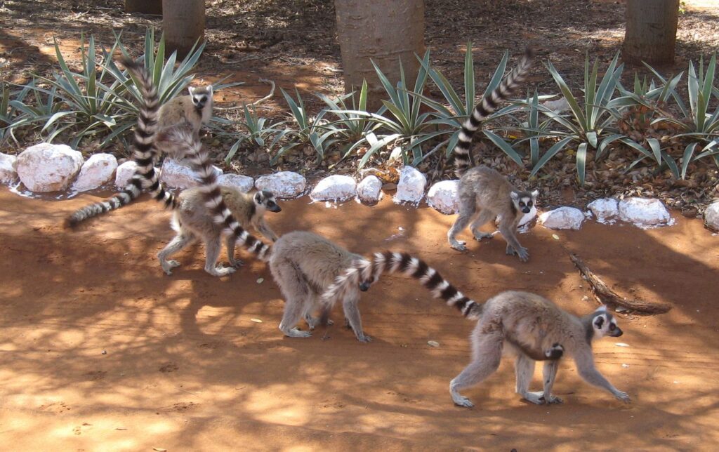 groupe de makis cattas se déplaçant au sol à Berenty, dans le sud de Madagascar