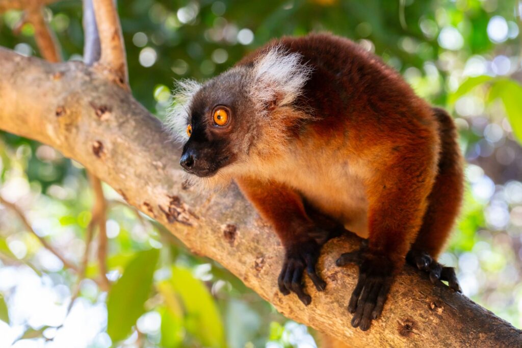 lémur macaco femelle au pelage roux, dans la forêt de Nosy Komba