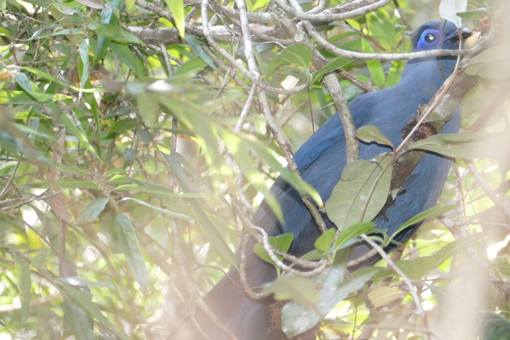 coua bleu dans le feuillage, l’un des oiseaux endémiques de Madagascar