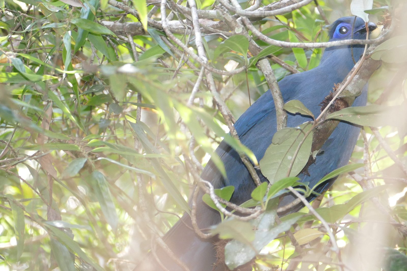 coua bleu dans le feuillage, l’un des oiseaux endémiques de Madagascar