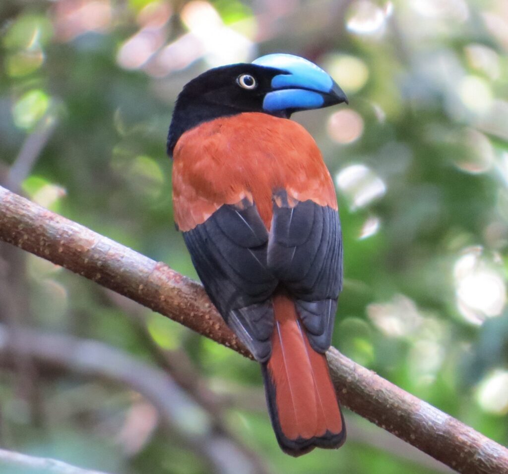 eurycère de Prévost perché en forêt humide, vanga endémique de Madagascar au bec bleu