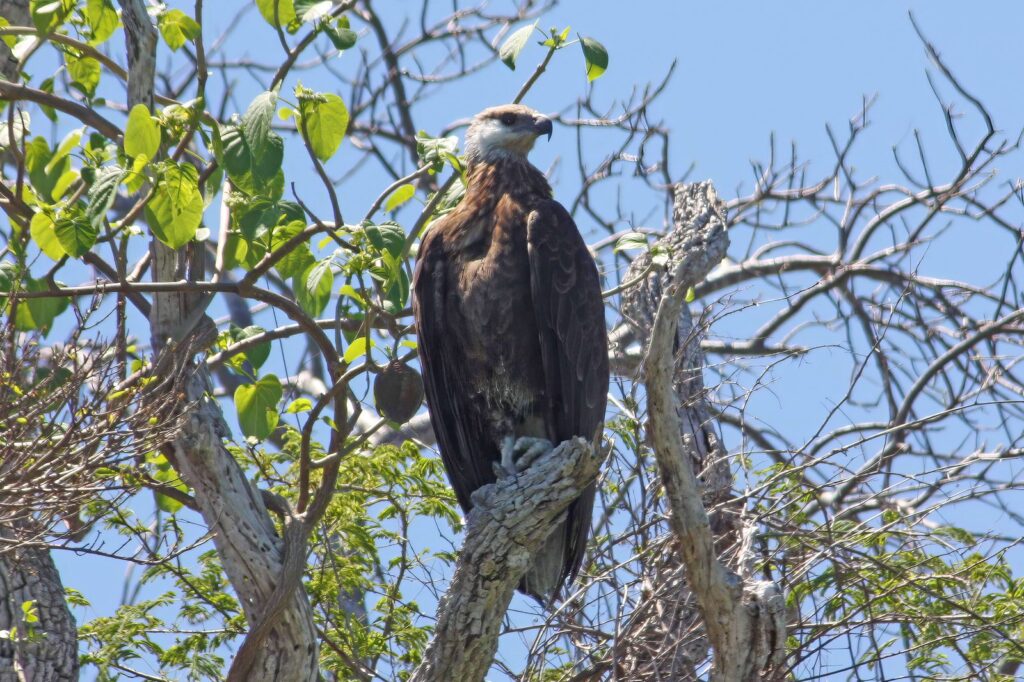pygargue de Madagascar perché à Anjajavy, oiseau endémique menacé