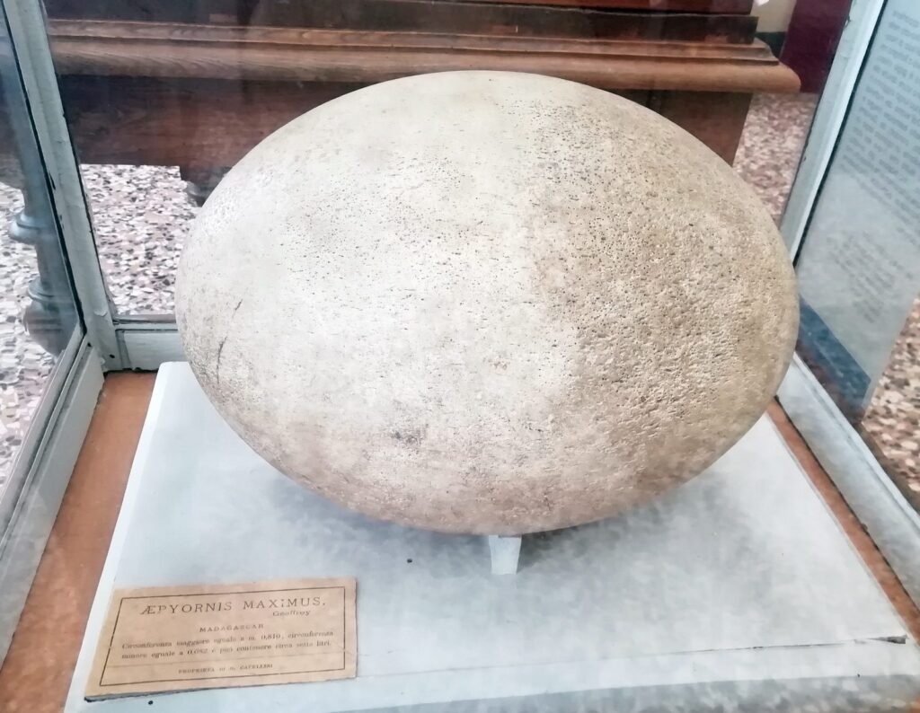 œuf d’æpyornis exposé au musée Capellini de Bologne, oiseau géant disparu de Madagascar