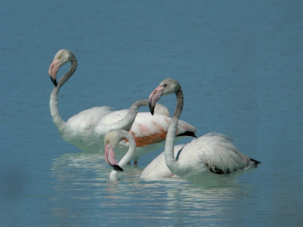 flamants roses au lac Tsimanampetsotsa, dans le sud-ouest de Madagascar