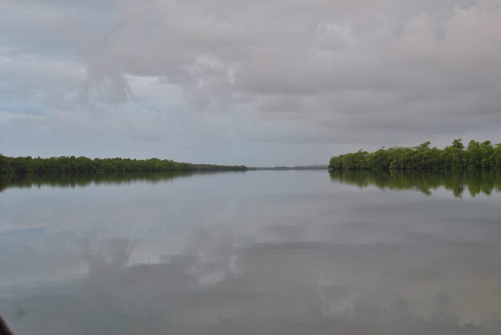 mangrove d’Agnafiafy à Sainte-Marie, sortie pour observer les oiseaux