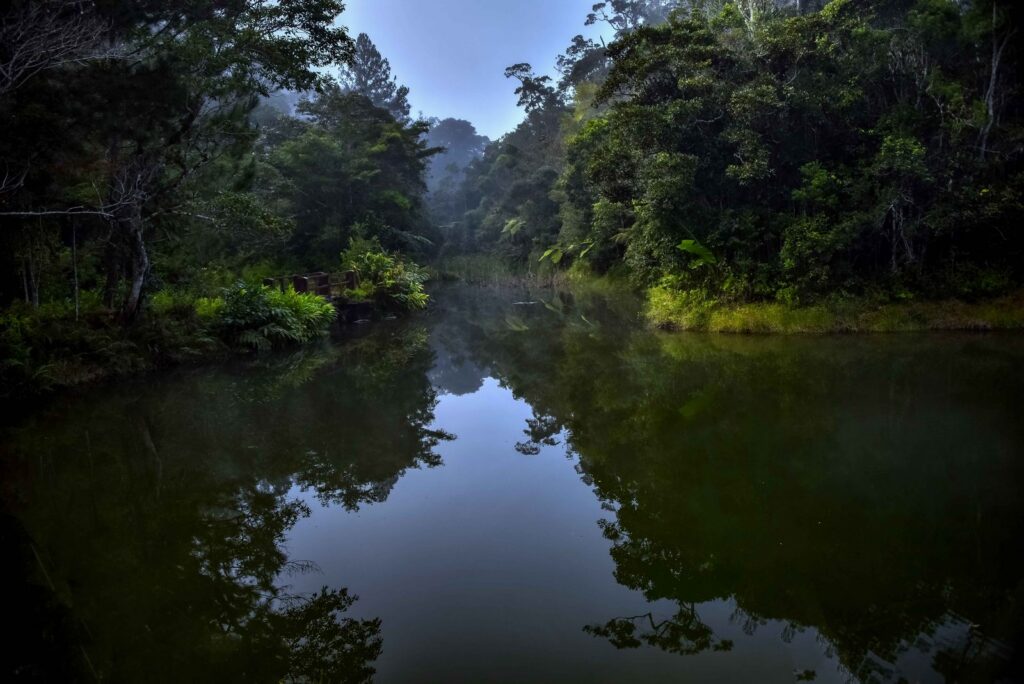 forêt humide du parc d’Andasibe-Mantadia, où aller à Madagascar pour voir les lémuriens
