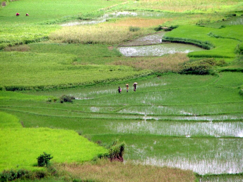 rizières près d’Ambalavao, sur la RN7, région idéale pour un premier voyage à Madagascar