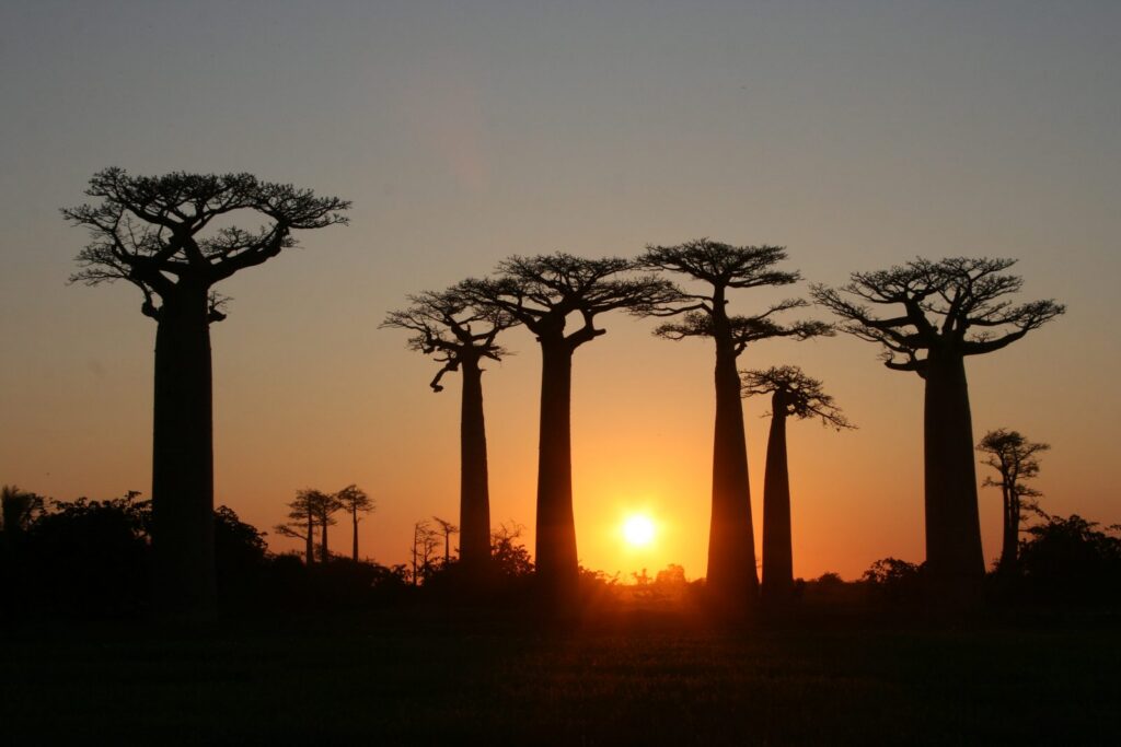 allée des Baobabs au coucher du soleil, près de Morondava, étape de l’Ouest de Madagascar