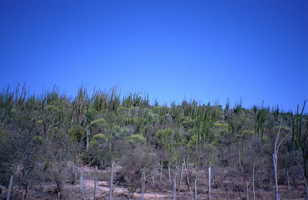 forêt épineuse entre Fort-Dauphin et Berenty, dans le Grand Sud de Madagascar