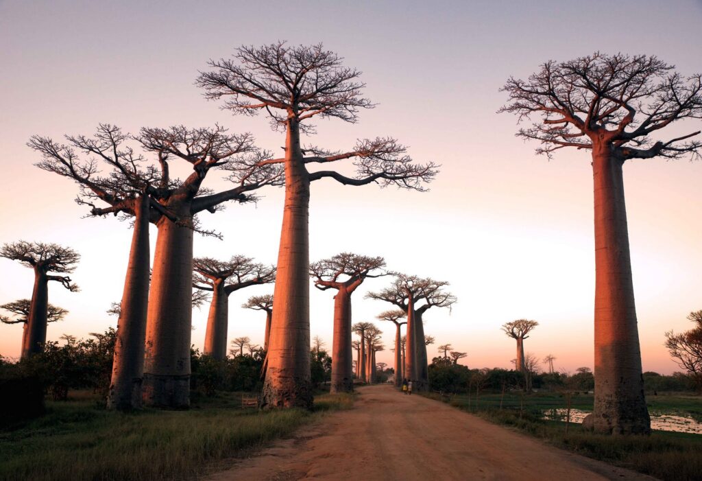 allée des Baobabs au coucher du soleil, près de Morondava, l’un des incontournables de Madagascar