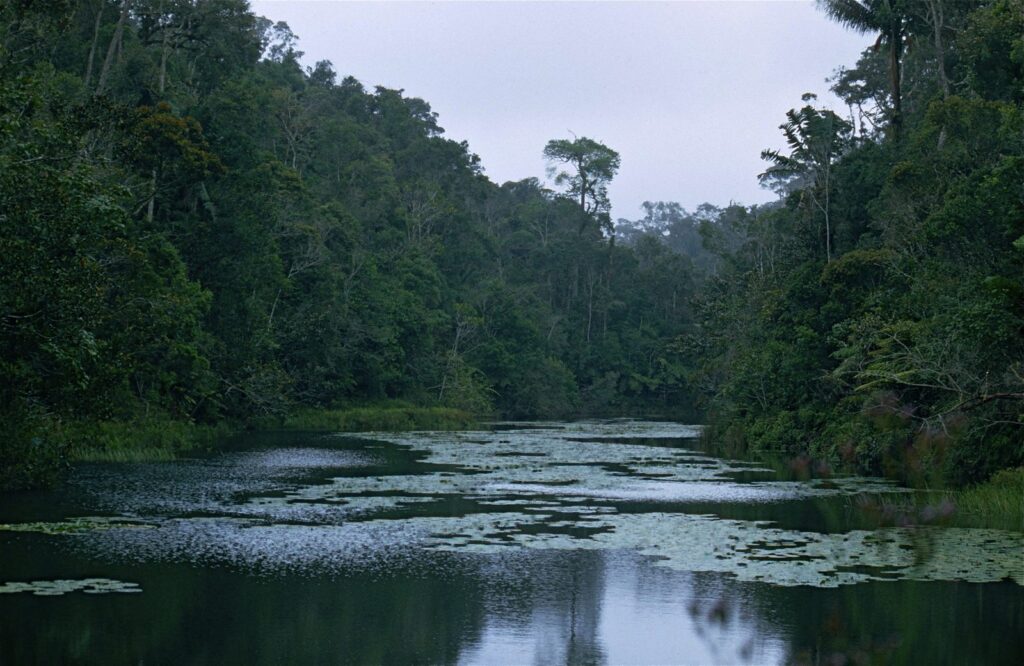 lac au cœur de la forêt humide d’Andasibe, dans la réserve d’Analamazaotra