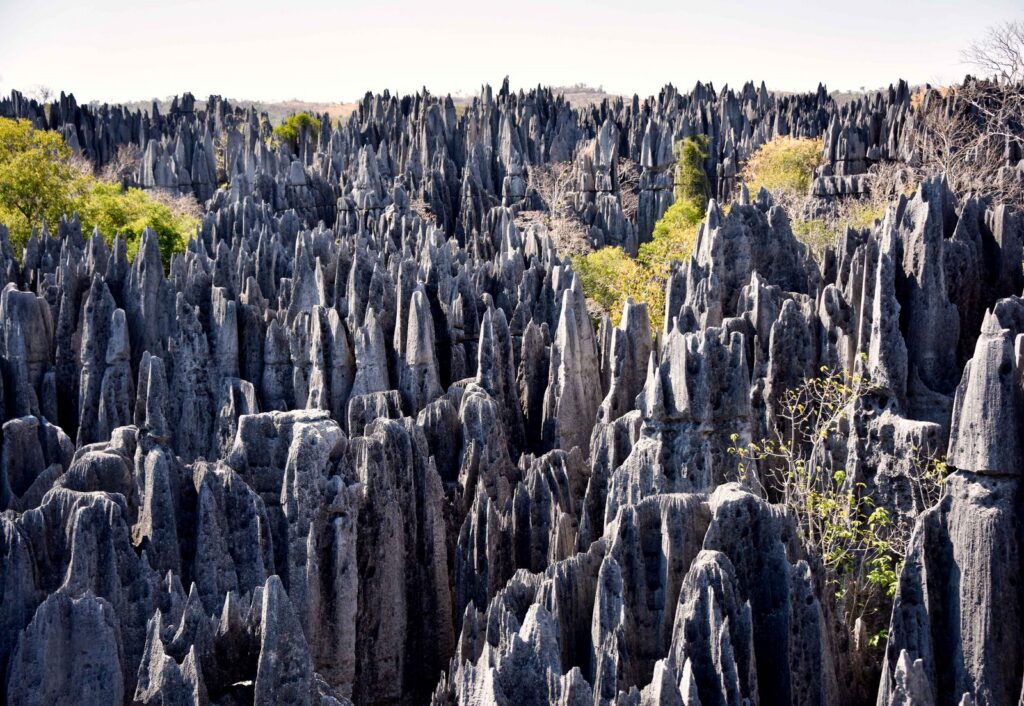 pinacles calcaires des Tsingy de Bemaraha, incontournable de l’ouest de Madagascar