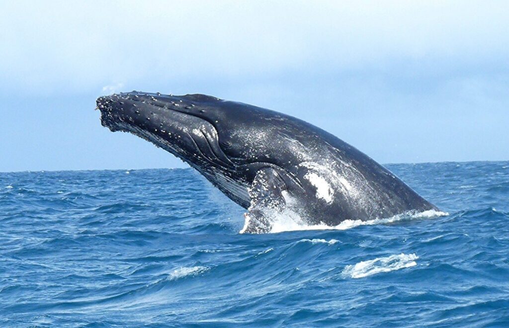 baleine à bosse sautant au large de Sainte-Marie, à voir en 15 jours à Madagascar