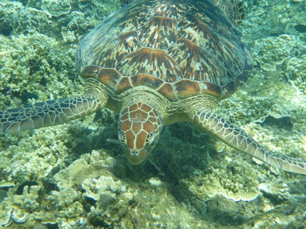 tortue verte nageant au-dessus d’un récif corallien