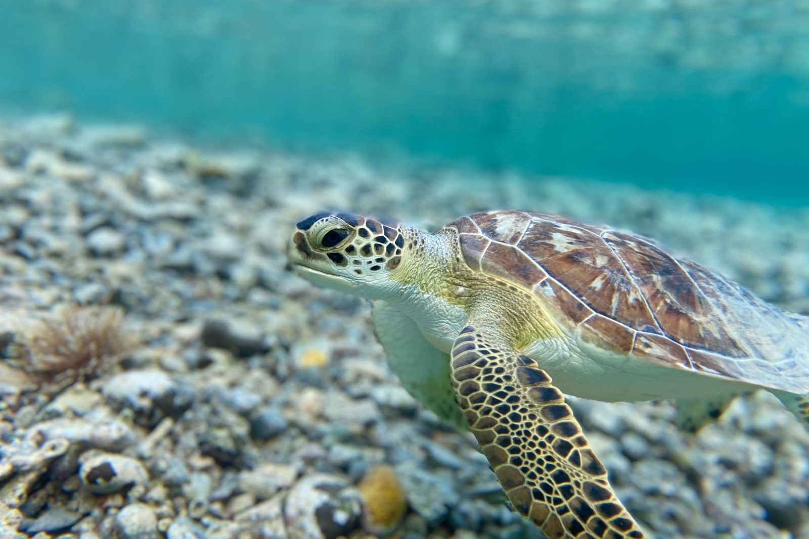 tortue verte nageant en eau claire, l’une des tortues de mer présentes à Madagascar