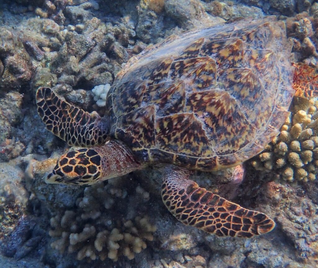 tortue imbriquée au-dessus d’un récif, reconnaissable à son bec pointu
