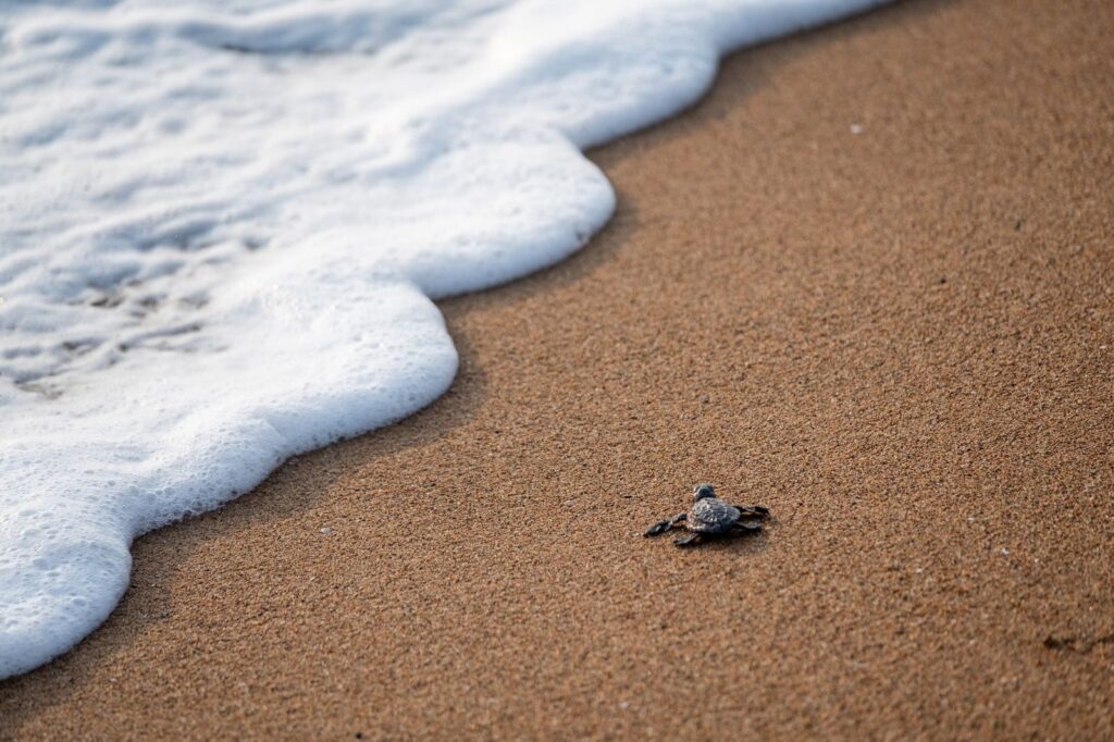 jeune tortue de mer rejoignant la vague après l’éclosion