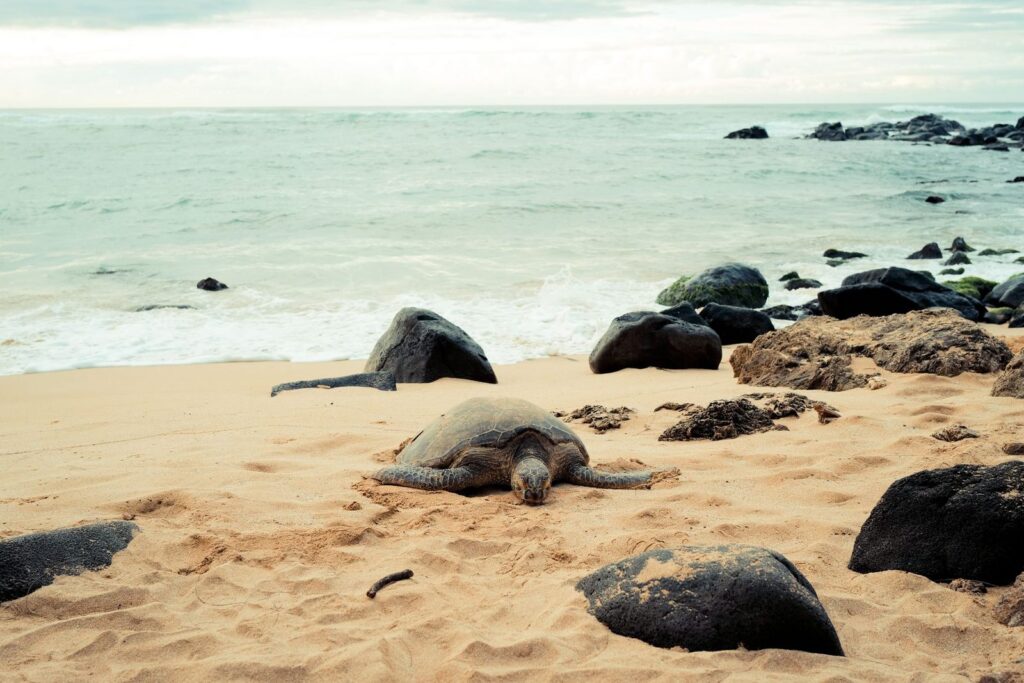 tortue de mer au repos sur le sable, à observer à distance