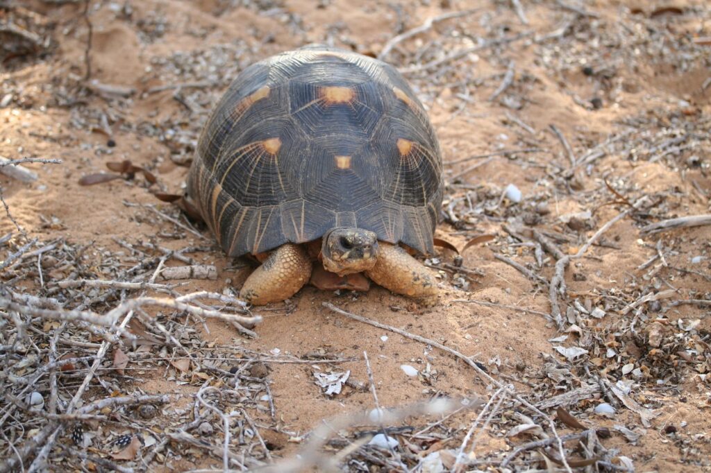 tortue radiée, tortue terrestre de Madagascar à ne pas confondre avec une tortue de mer